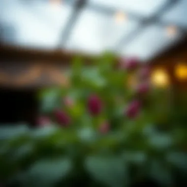 Magnificent Exploring the Most Effective Aphrodisiacs