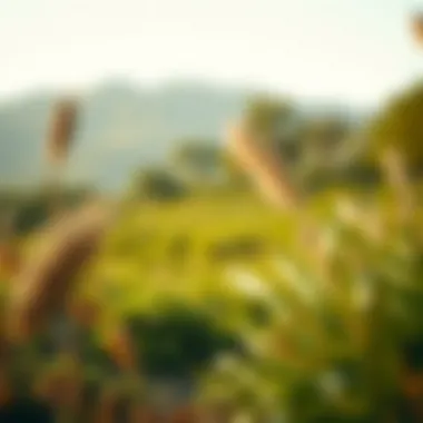 A serene landscape inviting mindfulness