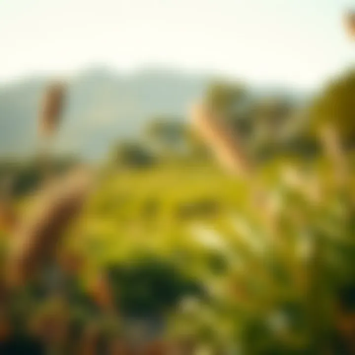 A serene landscape inviting mindfulness