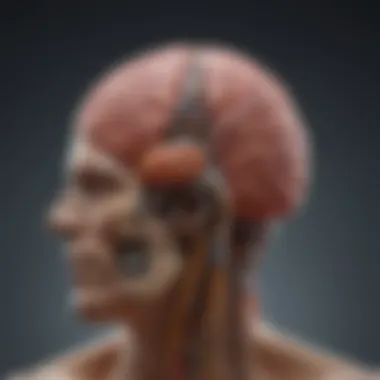 Exploring the Emotional Hub: The Amygdala Schematic representation of the brain's amygdala