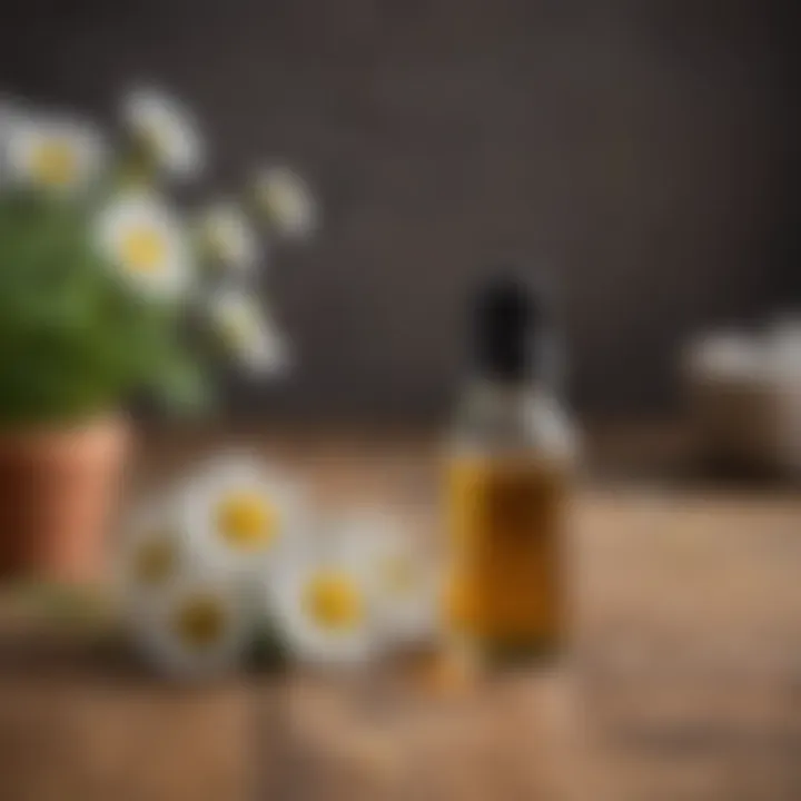 Chamomile flowers and chamomile essential oil bottle on a wooden table