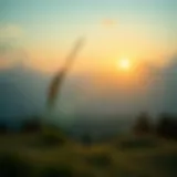A serene landscape symbolizing recovery and hope
