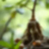 Ashwagandha root in a natural setting