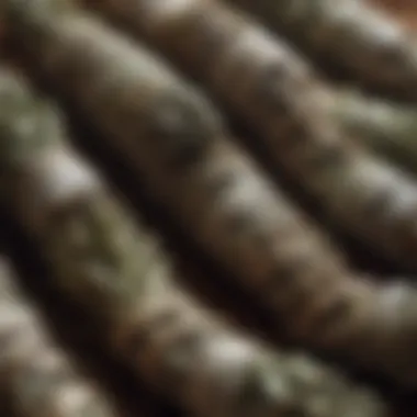 Variety of dried sage bundles