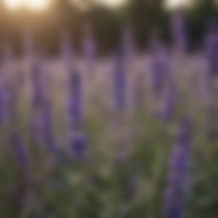 Close-up of lavender flowers with essential oil drops