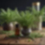 Aromatic plants used for essential oil extraction