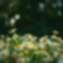 Exploring the Benefits and Uses of Amazon Chamomile Flowers Introduction