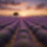 Lavender field under a serene sunset reflecting tranquility