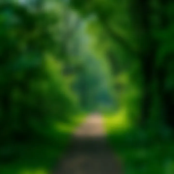 Journey Towards Forgiveness A pathway through a lush green forest symbolizing a journey