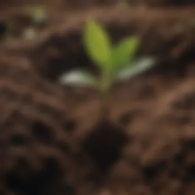 A seedling breaking through the soil, representing new beginnings and growth