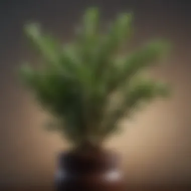 Botanical Elegance of Rosemary Aromatic Rosemary Plant