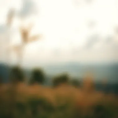 Mental Clarity and Anxiety Management A serene landscape symbolizing mental clarity