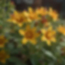 A close-up of St. John's Wort flowers in bloom.