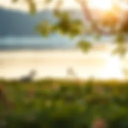 A serene nature scene promoting tranquility
