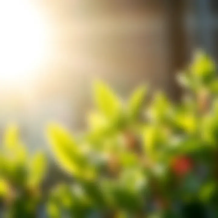 A close-up of fresh sage leaves basking in sunlight