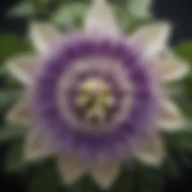 Intricate Design of Passion Flower Passion flower with its intricate design, symbolizing tranquility.