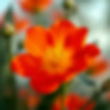 Blooming into Positivity A vibrant flower blooming, signifying growth and positivity