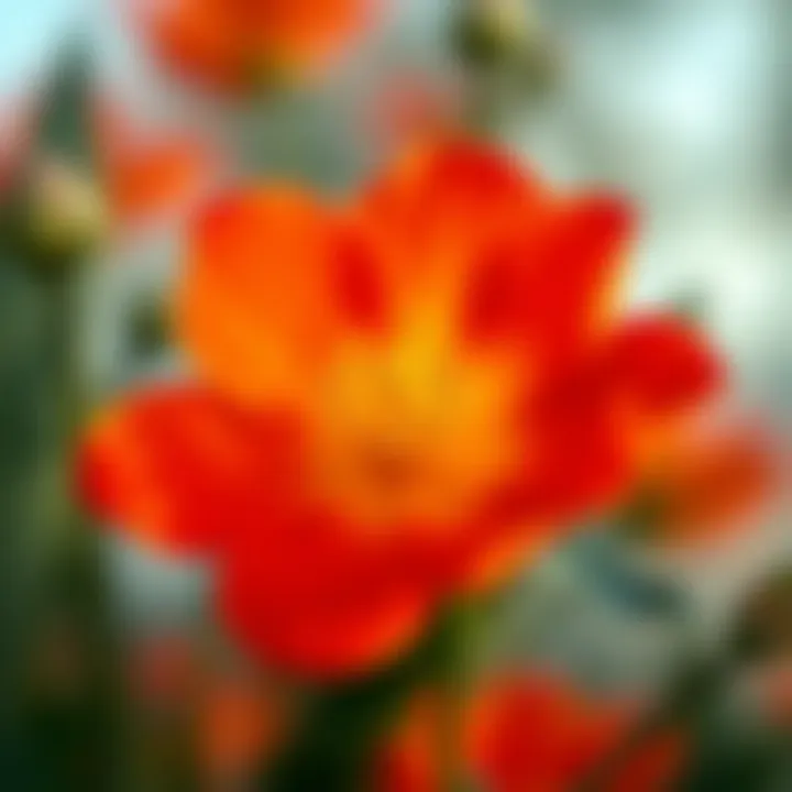 Blooming into Positivity A vibrant flower blooming, signifying growth and positivity