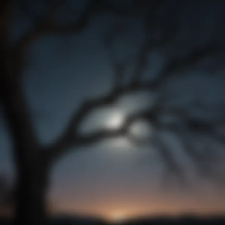 Twisted Tree Branches Silhouetted Against Moon