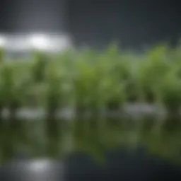 Hydration's role in THC clearance