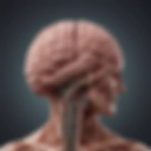 Illustration of a brain and digestive system connection