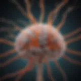 Illustration of dopamine pathways in the brain