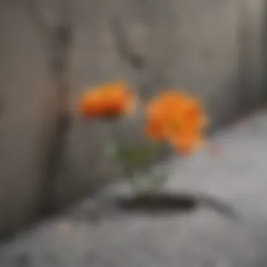 A blooming flower emerging from a crack in concrete, symbolizing personal growth after adversity.