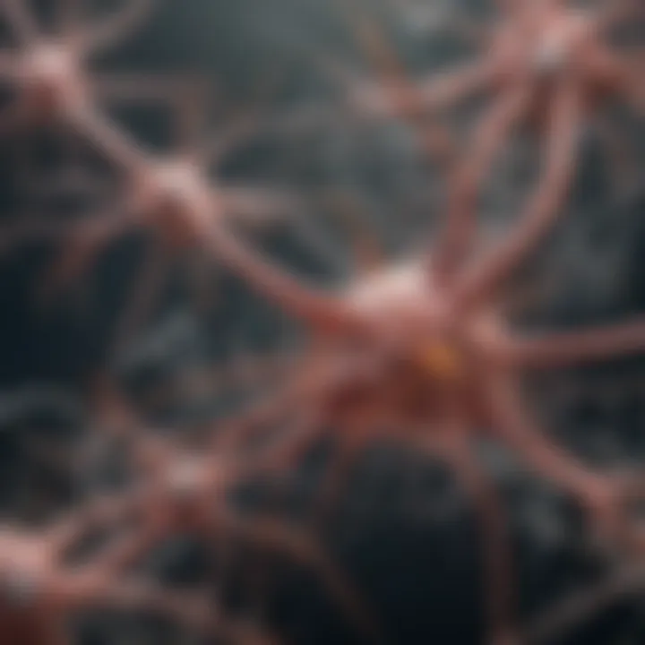 Diagram highlighting the different types of neurons and their functions