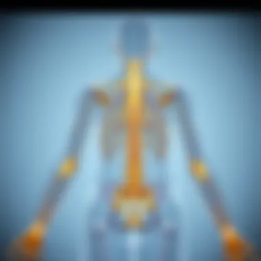 Peripheral Nervous System Overview Diagram illustrating the peripheral nervous system