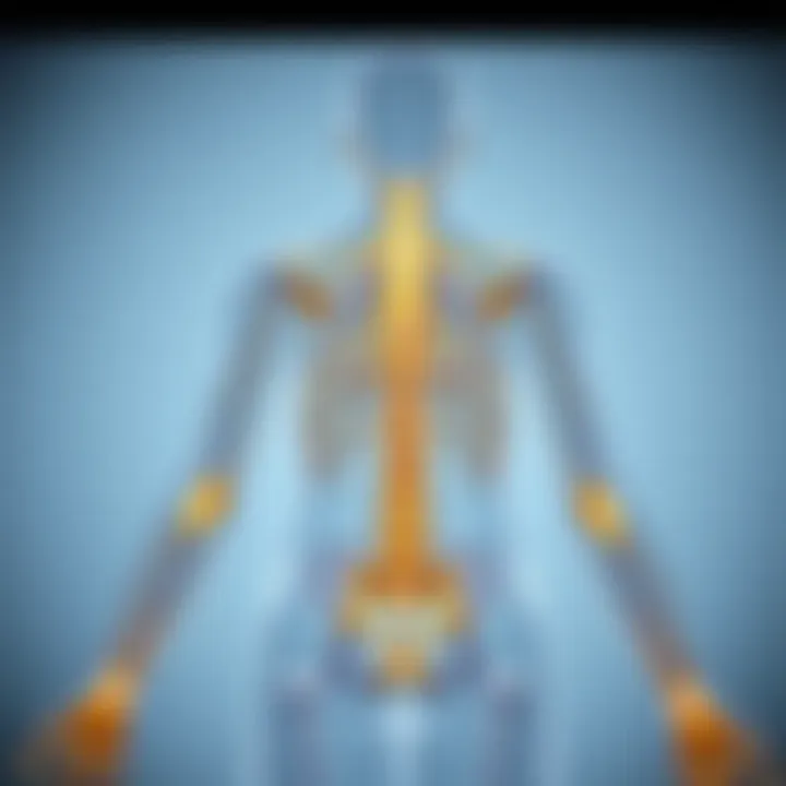 Peripheral Nervous System Overview Diagram illustrating the peripheral nervous system